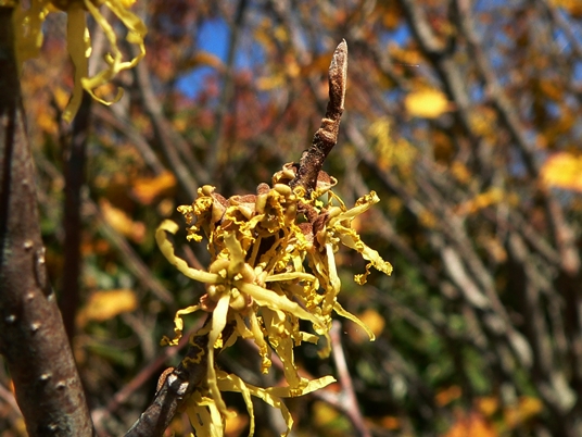 {Hamamelis virginiana}